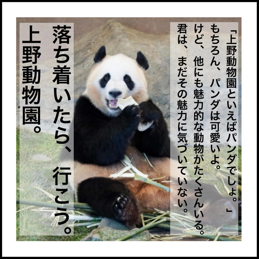 上野動物園　パンダ