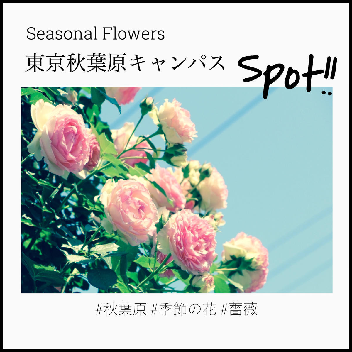 6月の誕生花は 薔薇 東京秋葉原キャンパス付近に名所を発見 06 15 キャンパスブログ 東京都 東京秋葉原 キャンパス 通信制高校ならおおぞら高等学院 6月の誕生花は 薔薇 東京秋葉原キャンパス付近に名所を発見 06 15 キャンパスブログ 東京都 東京秋葉原 キャンパス 通信制高校ならおおぞら高等学院