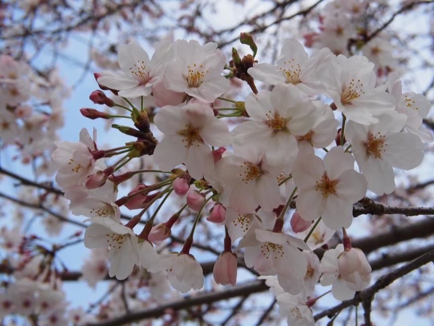 桜の時期