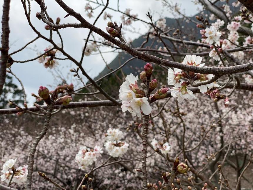 屋久島の桜