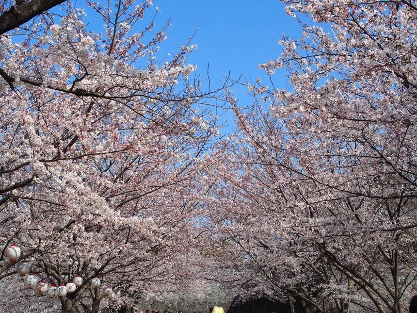 桜咲け