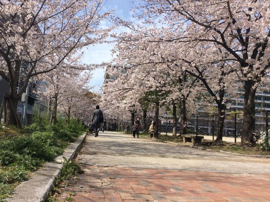 最寄りの公園の桜です