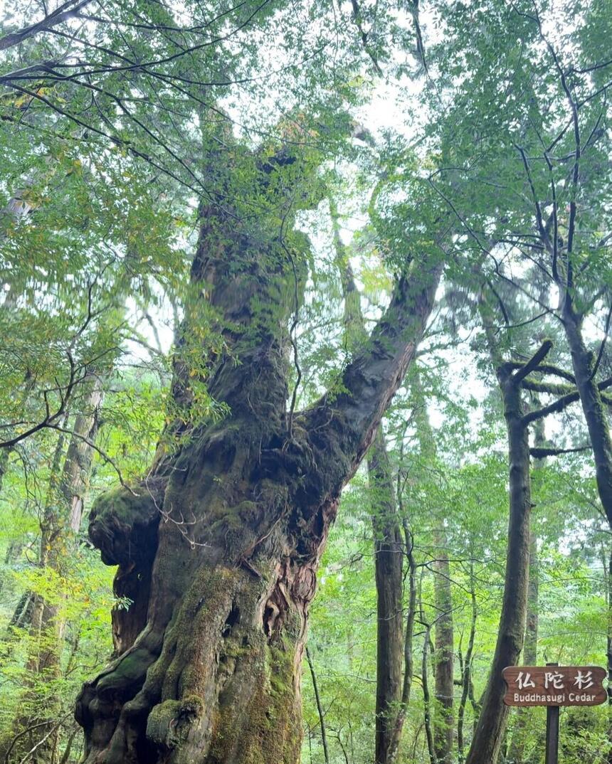 屋久島の木