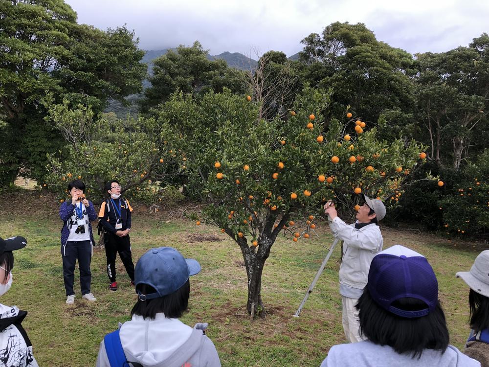 交響農園センバスビレッジでのたんかんの収穫