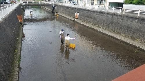 岩戸川清掃、活動中