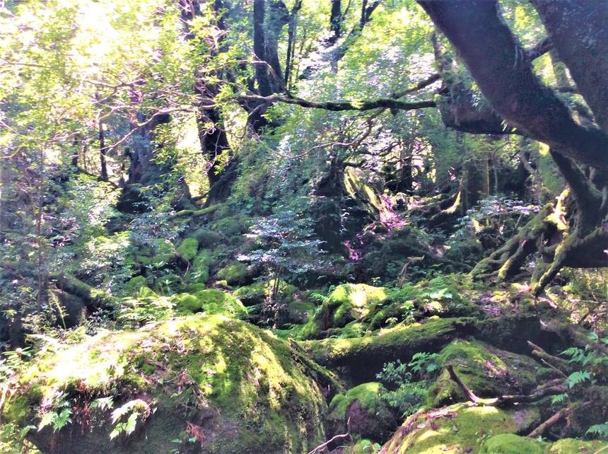 苔むす森