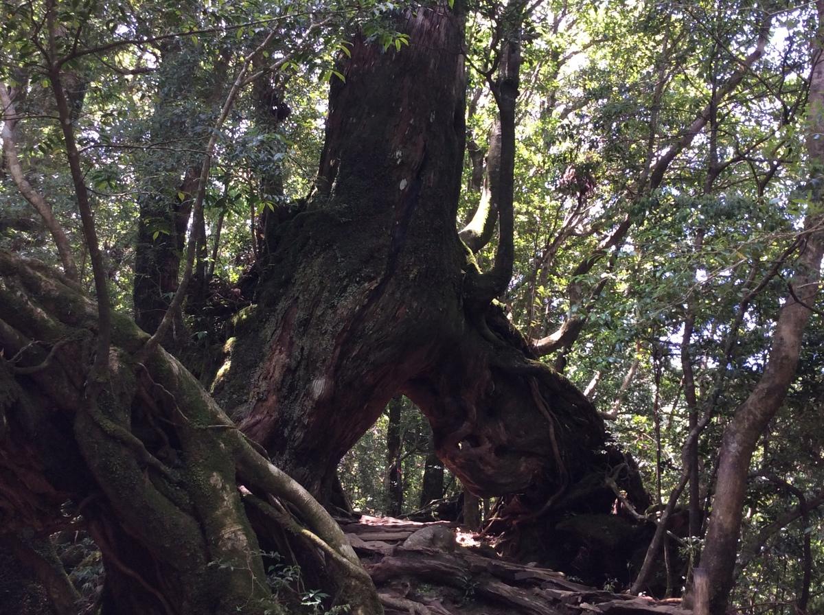 登山道にあるくぐり杉