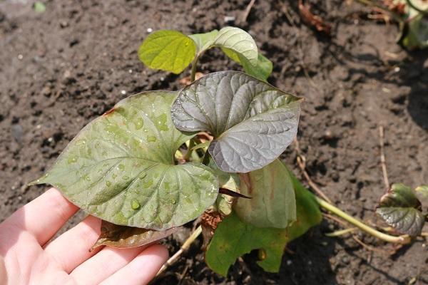 生徒が植えたサツマイモの苗の様子