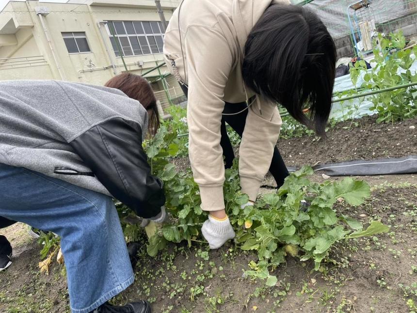 大根の魅力に迫る！