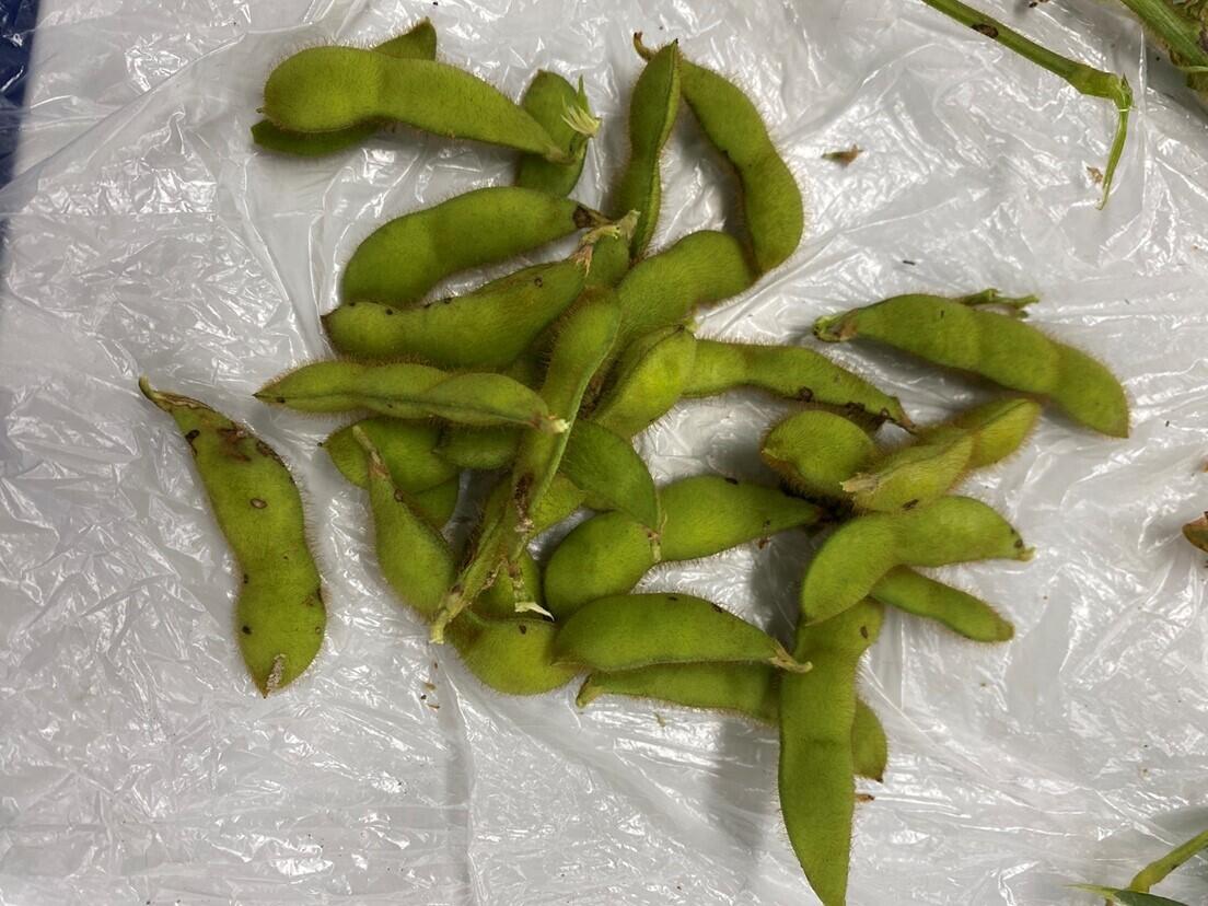 収穫した枝豆