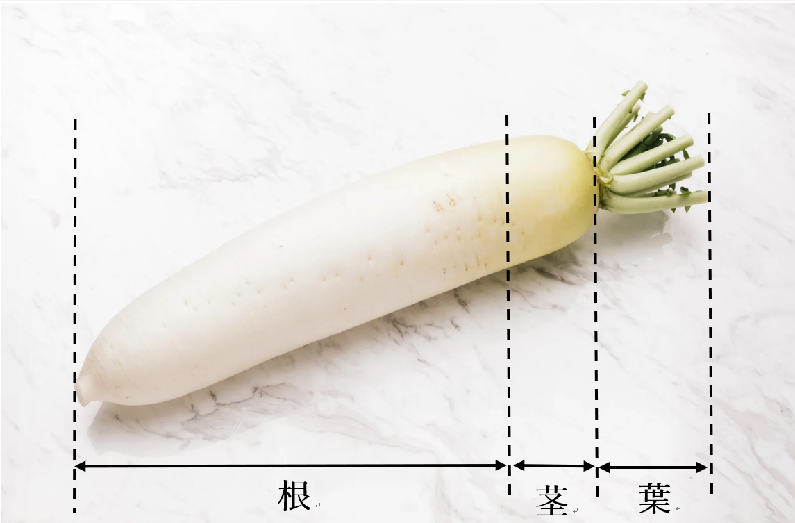 大根は下部の白い部分が根、上部の少し青くひげがない部分を茎、葉といったように大きく3つに分けられます