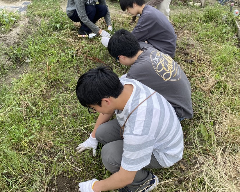 生徒が畑で枝豆の苗を植えている様子