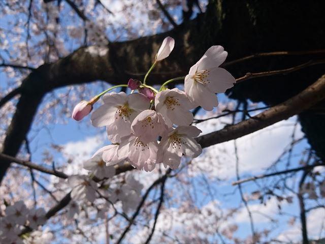 桜