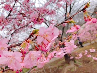 早咲きの桜は咲き始めました