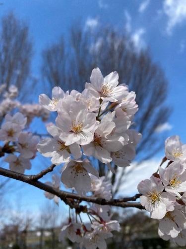 満開の桜