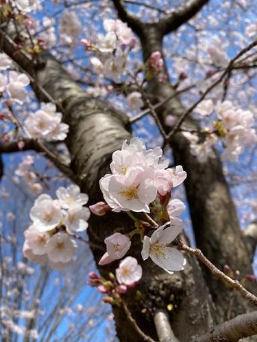 満開の桜