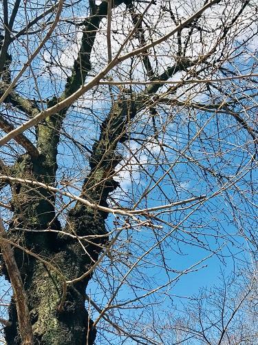 青空と春を待つ木
