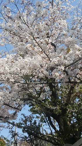 春　桜　入学　３年間の始まり