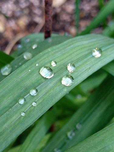 植物についた水滴