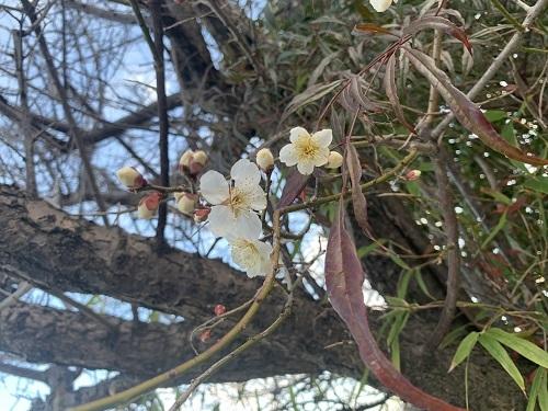 桜の花