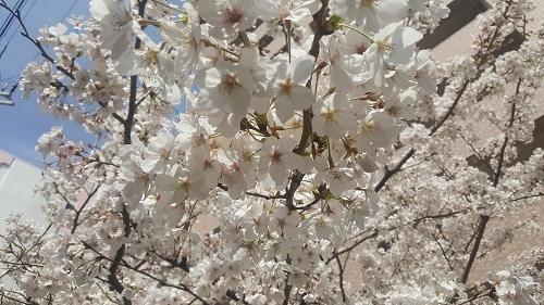 桜と空