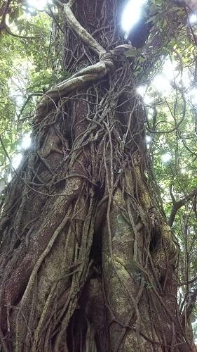 屋久島の杉の木