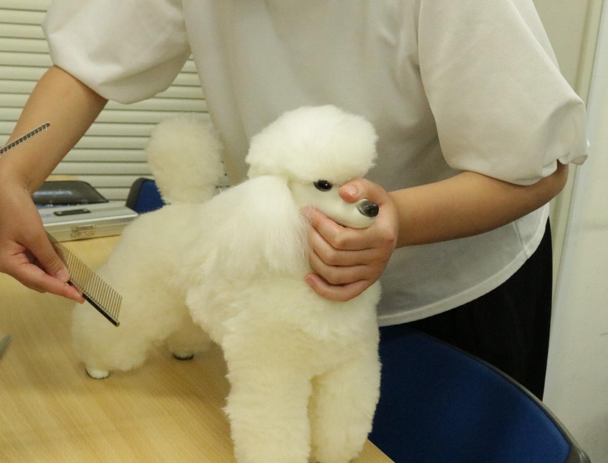 ワンちゃんと触れ合いながらトリミング体験にチャレンジ ドッグトリマーの知識を学びました 06 29 キャンパスブログ 福岡 県 小倉 北九州 キャンパス 通信制高校ならktcおおぞら高等学院 ワンちゃんと触れ合いながらトリミング体験にチャレンジ ドッグトリマーの知識を学びました 06 29 キャンパスブログ 福岡 県 小倉 北九州 キャンパス 通信制高校ならktcおおぞら高等学院