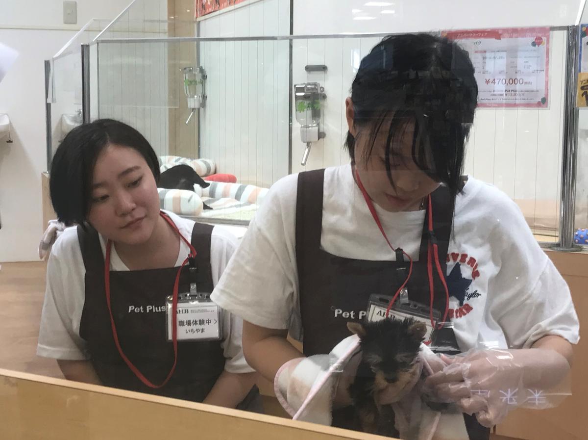 職業体験 命を扱うペットショップのお仕事で感じたこと 19 09 19 キャンパスブログ 福岡県 小倉 北九州 キャンパス 通信制高校ならおおぞら高等学院