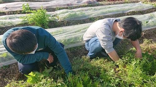 天気の良い日に農作業すると気持ちがいいです。