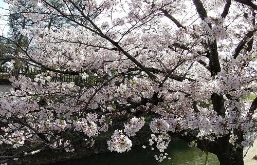 倉敷美観地区の桜