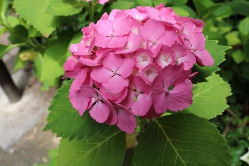 実際に生徒が一眼レフを使って撮った紫陽花の写真