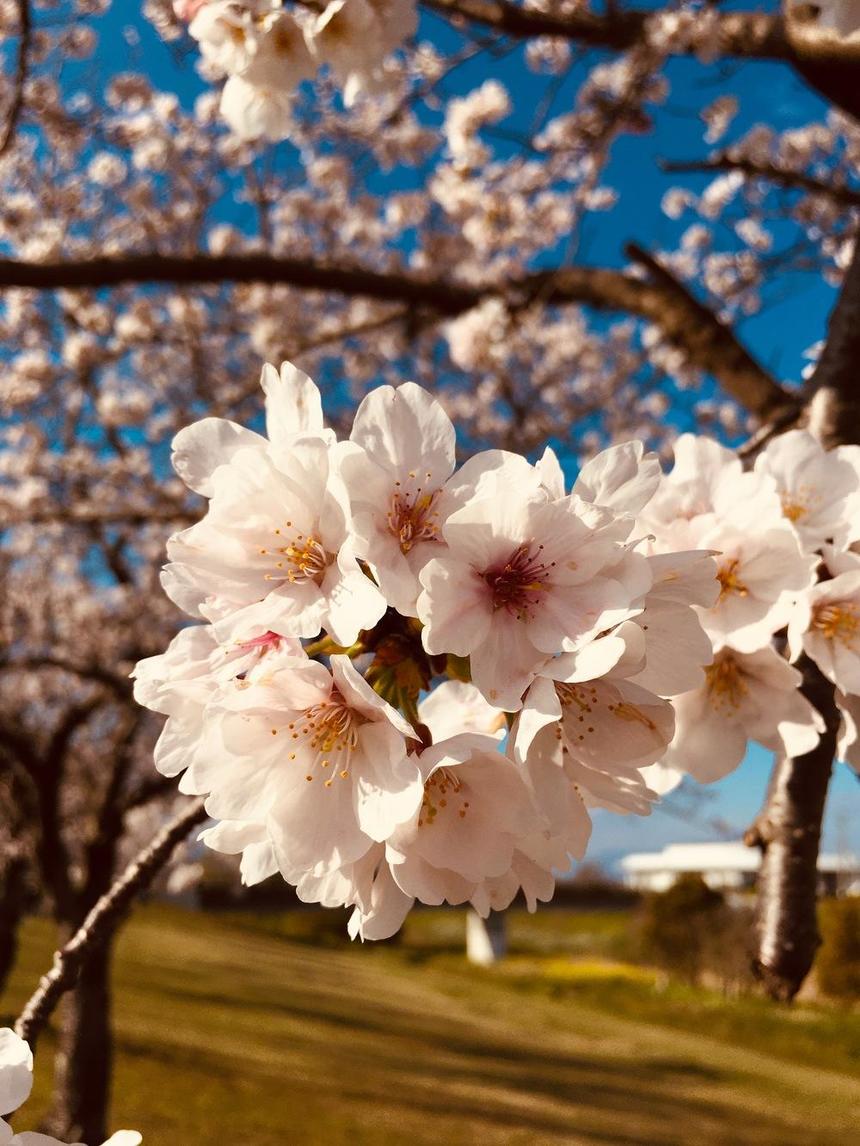 満開の久留米の桜の木