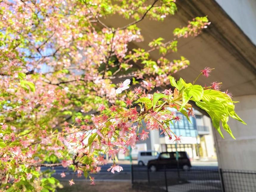 久留米キャンパスの近くで咲く桜