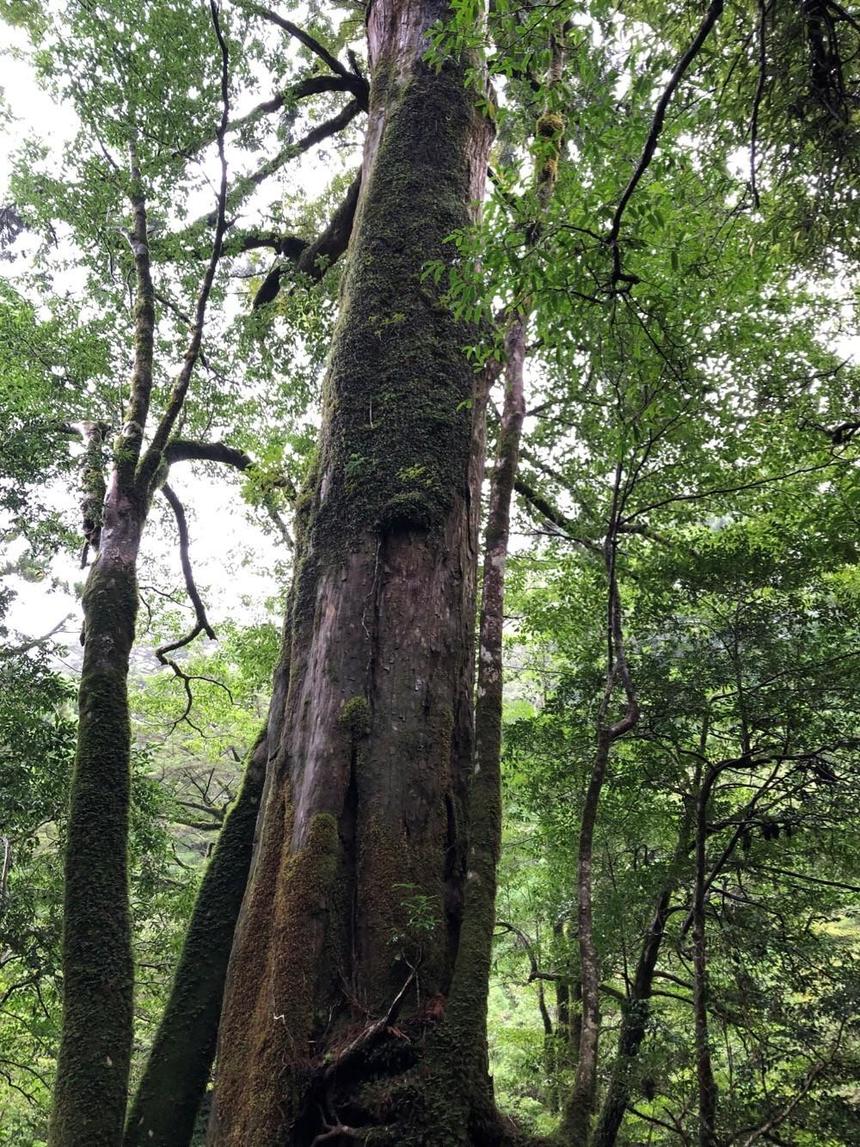 屋久島の自然の写真