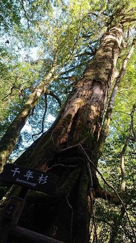 屋久島でしか見ることのできない自然の美しさ