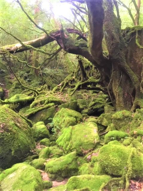 屋久島スクーリングで世界自然遺産にふれる… 自分を見つめ直せるきっかけに！