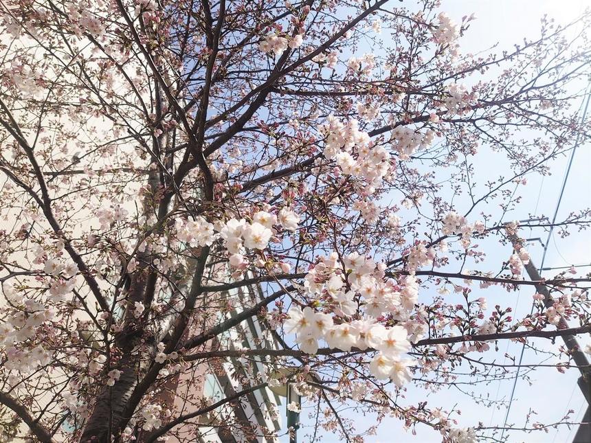 キャンパスの裏の桜