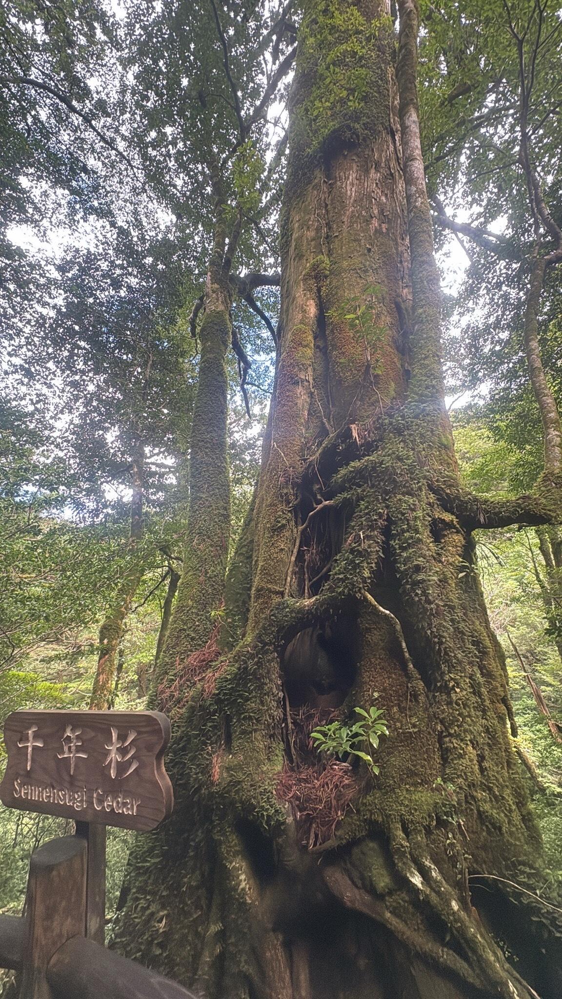10月_千年杉.jpg