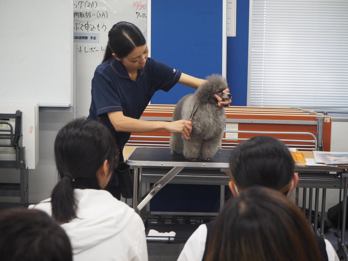 みらいの架け橋レッスン 専門学校の先生がかわいい ワンちゃんを連れてきてくれました トリミング体験 19 10 02 キャンパスブログ 東京都 町田キャンパス 通信制高校ならktcおおぞら高等学院