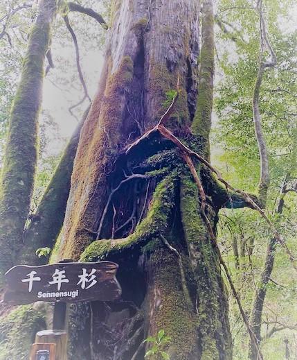 屋久島千本杉