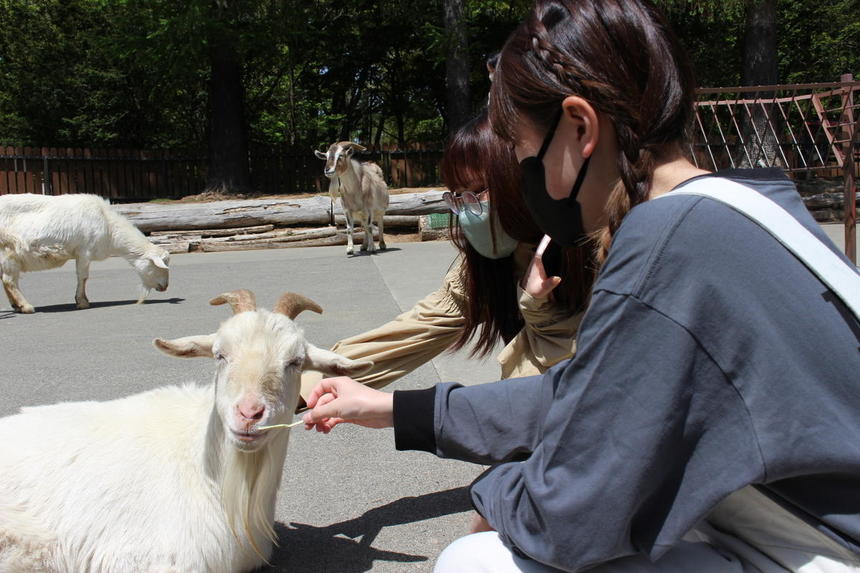 アルプス公園でヤギと触れ合う生徒