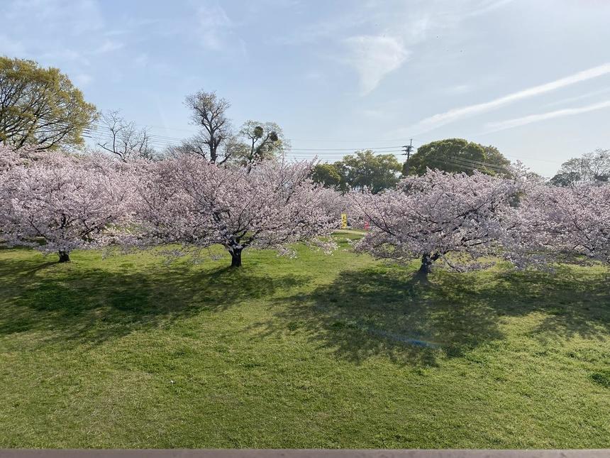 桜の木