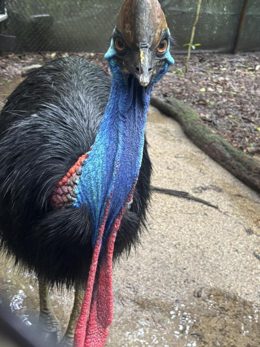 旅で出会えて感動した「カソワリ」