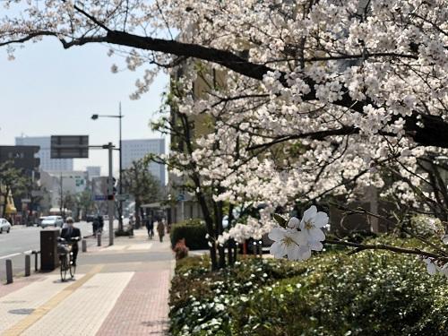 学校前の桜