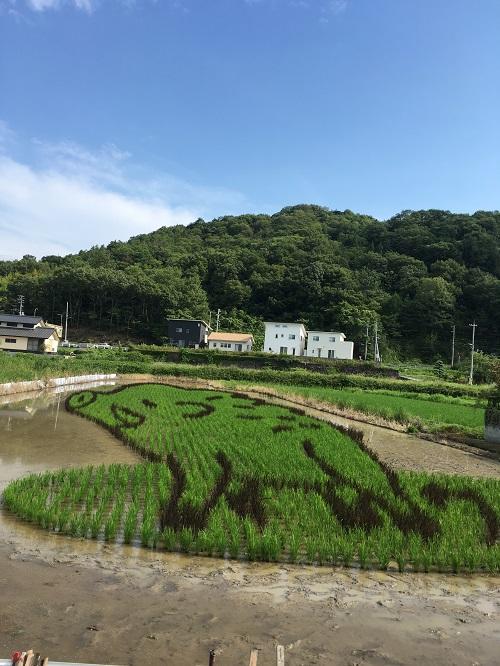 イノシシのイラストが浮かび上がった田植えアート