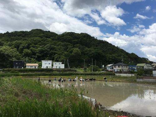 田植えの段階ではどこが猪の顔や体の部分かわかりません