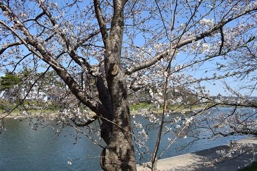岡崎キャンパス裏の、河川敷の桜です。
