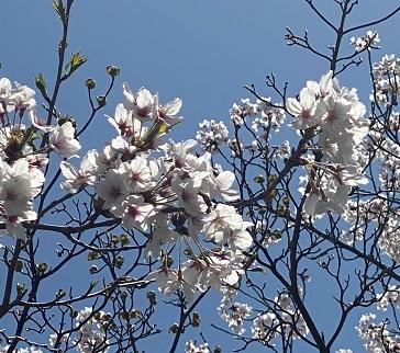 満開の桜