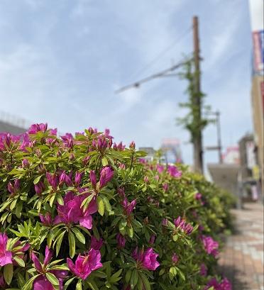 岡崎キャンパス周辺に咲いていた花