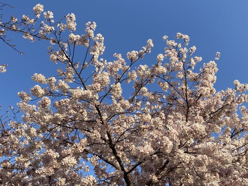 満開の桜